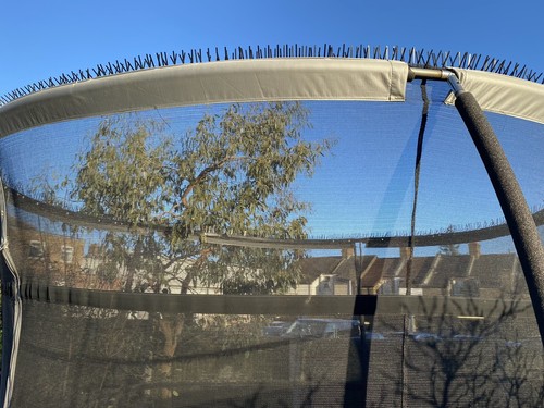 10ft trampoline bird spikes - bird,